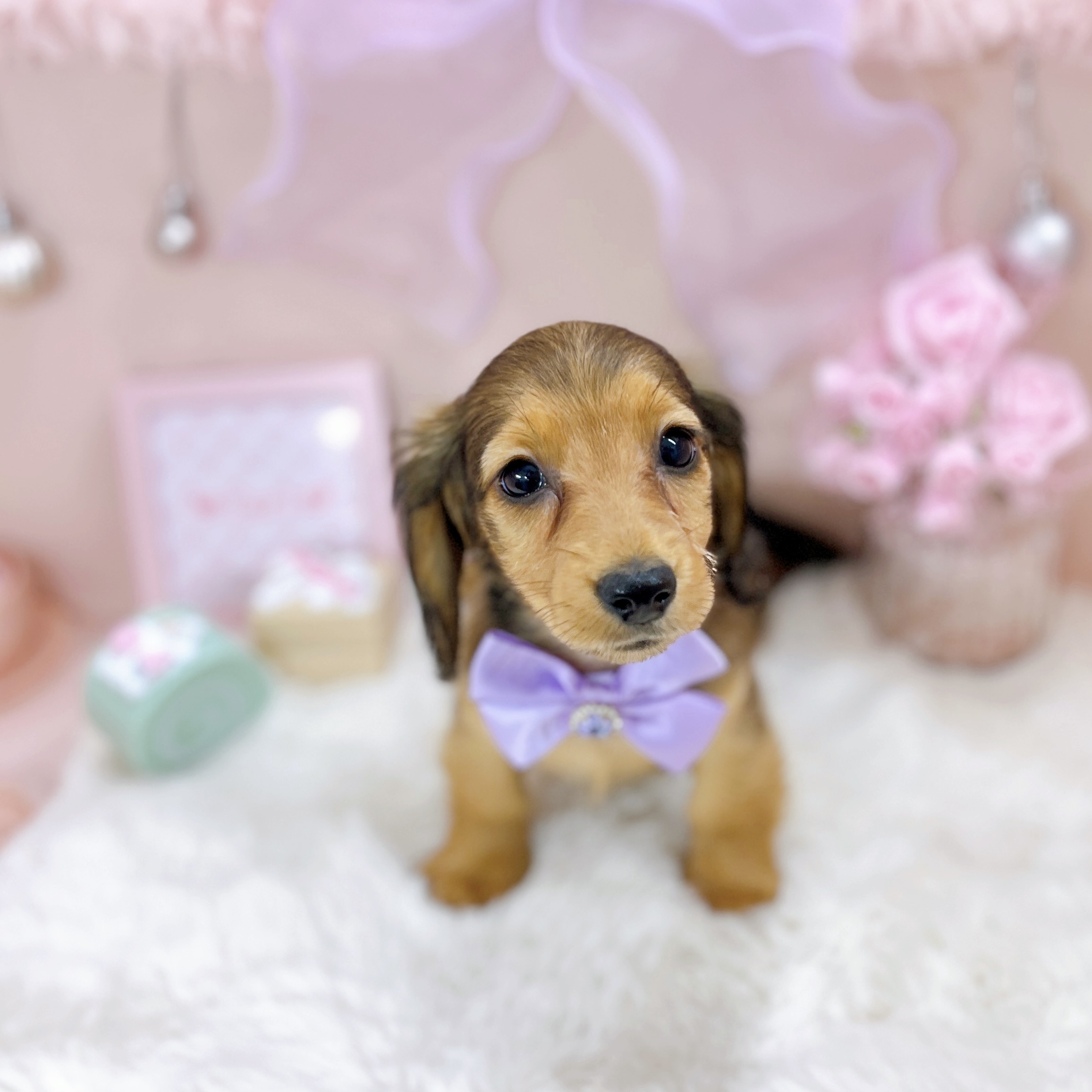 福井県のカニンヘンダックスフンド(ロング) (犬の家＆猫の里アミーゴ福井大和田店/2025年12月31日生まれ/女の子/レッド)の子犬の2枚目の画像