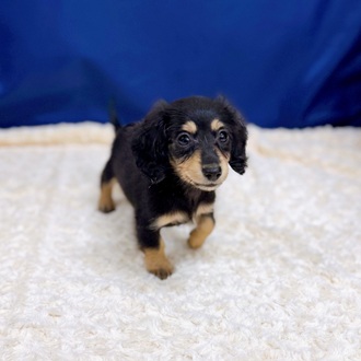 愛知県のカニンヘンダックスフンド(ロング) (犬の家＆猫の里一宮店/2025年12月31日生まれ/女の子/ブラックイエロー)の子犬の2枚目の画像