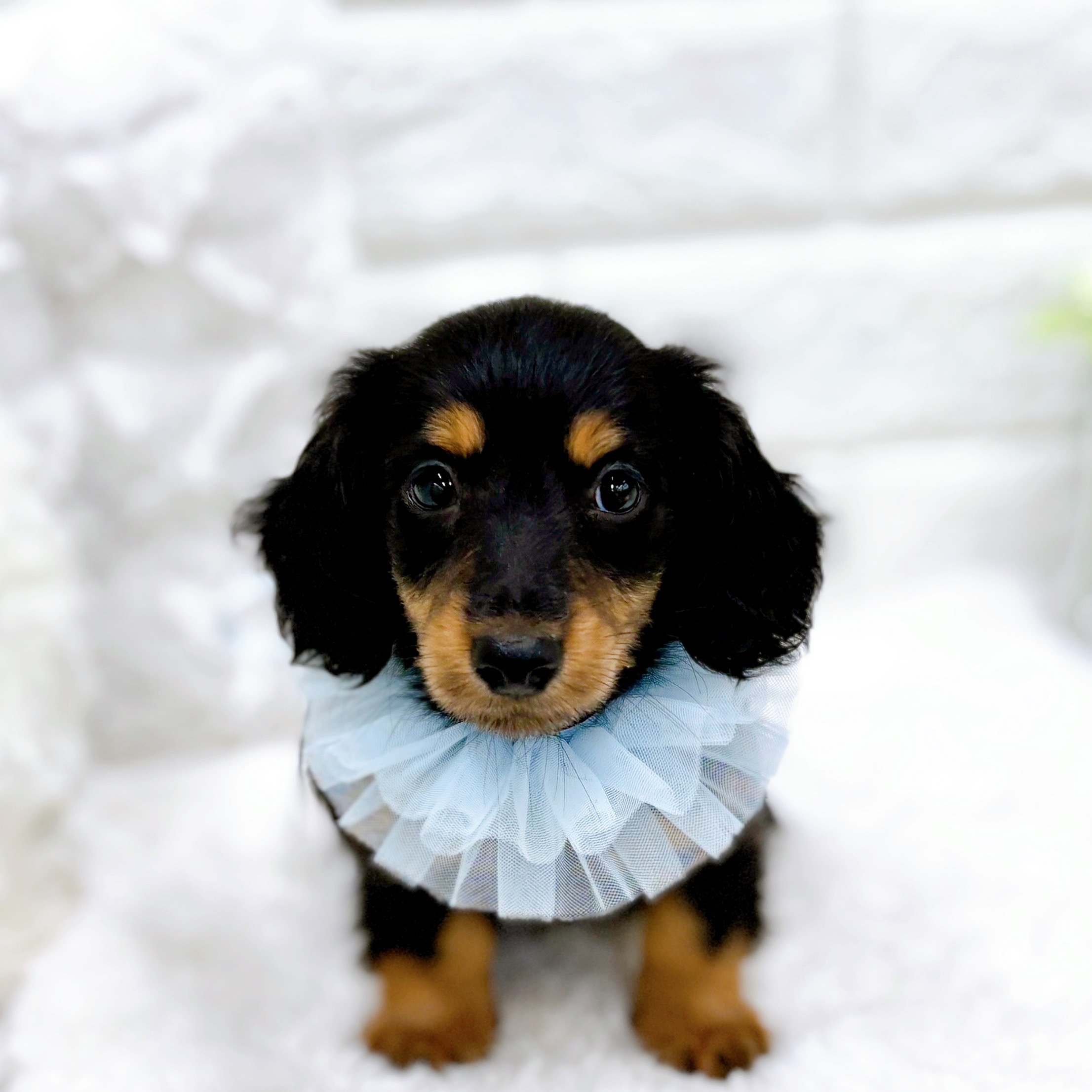 福井県のカニンヘンダックスフンド(ロング) (犬の家＆猫の里アミーゴ福井店/2025年12月31日生まれ/男の子/ブラックイエロー)の子犬の2枚目の画像