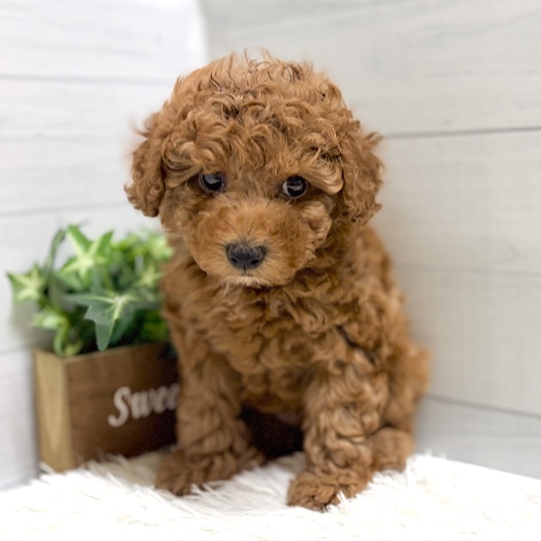 愛知県のトイプードル(トイ) (犬の家＆猫の里豊田店/2025年12月31日生まれ/女の子/レッドフォーン)の子犬の2枚目の画像