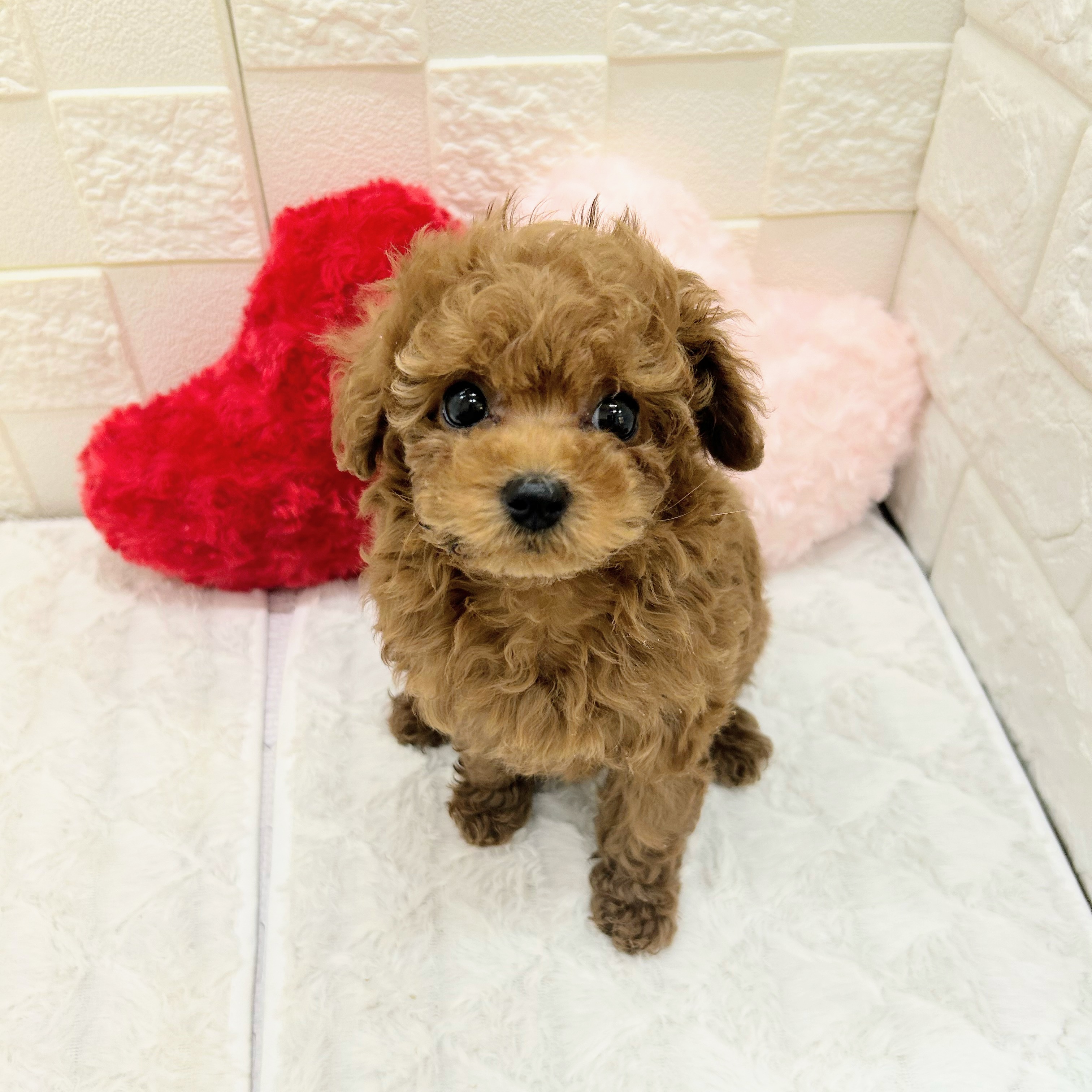愛知県のトイプードル(トイ) (犬の家＆猫の里アミーゴ神の倉店/2025年12月31日生まれ/女の子/レッドフォーン)の子犬の2枚目の画像