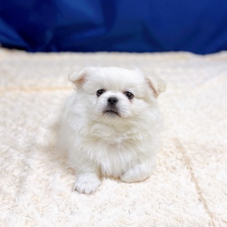 愛知県のチワペキ/ペキチー/ペキチワ(チワワ×ペキニーズ) (犬の家＆猫の里一宮店/2025年12月31日生まれ/男の子/クリーム)の子犬の2枚目の画像