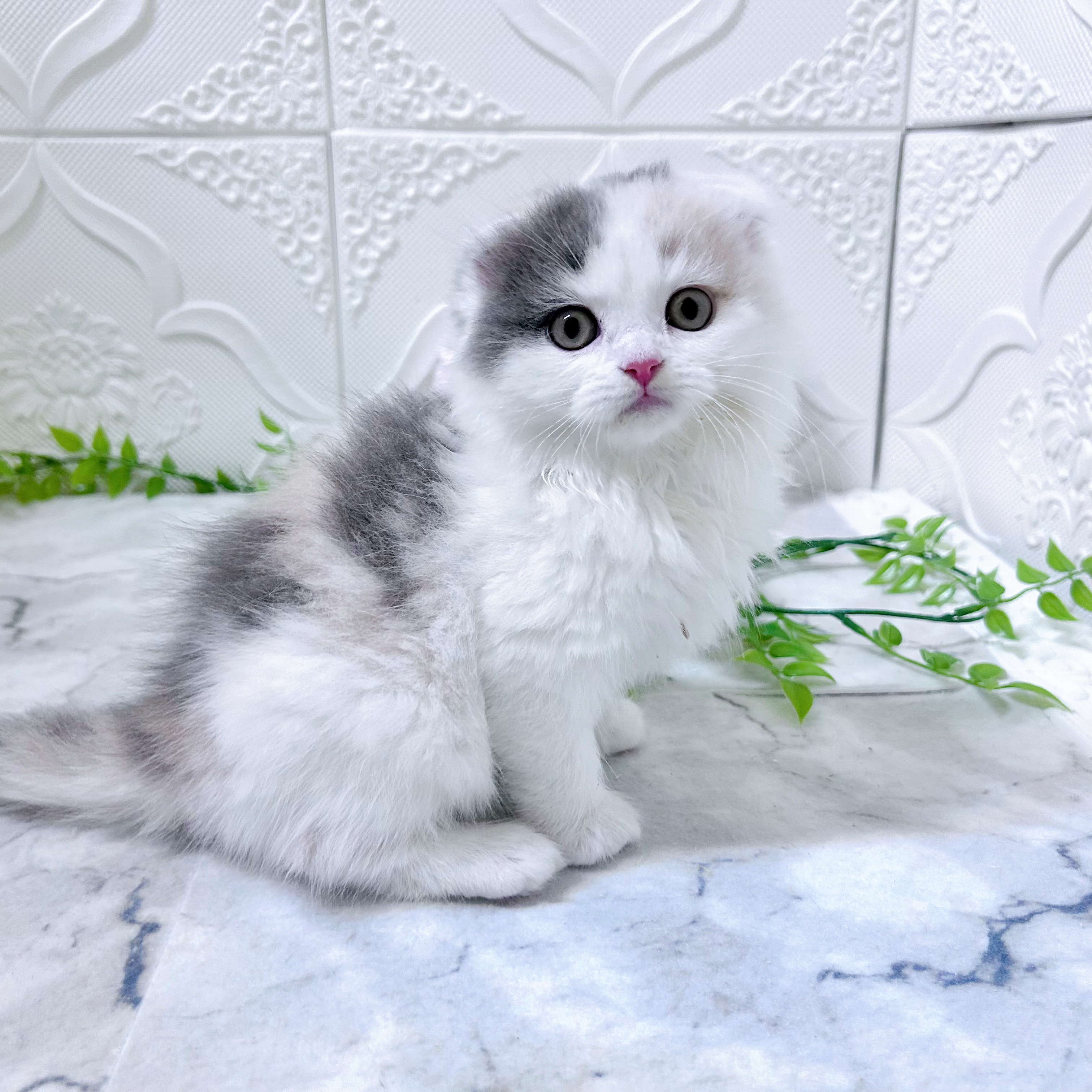 愛知県のスコティッシュフォールド (犬の家＆猫の里岡崎店/2025年12月30日生まれ/女の子/ブルーパッチドタビーホワイト)の子猫の2枚目の画像