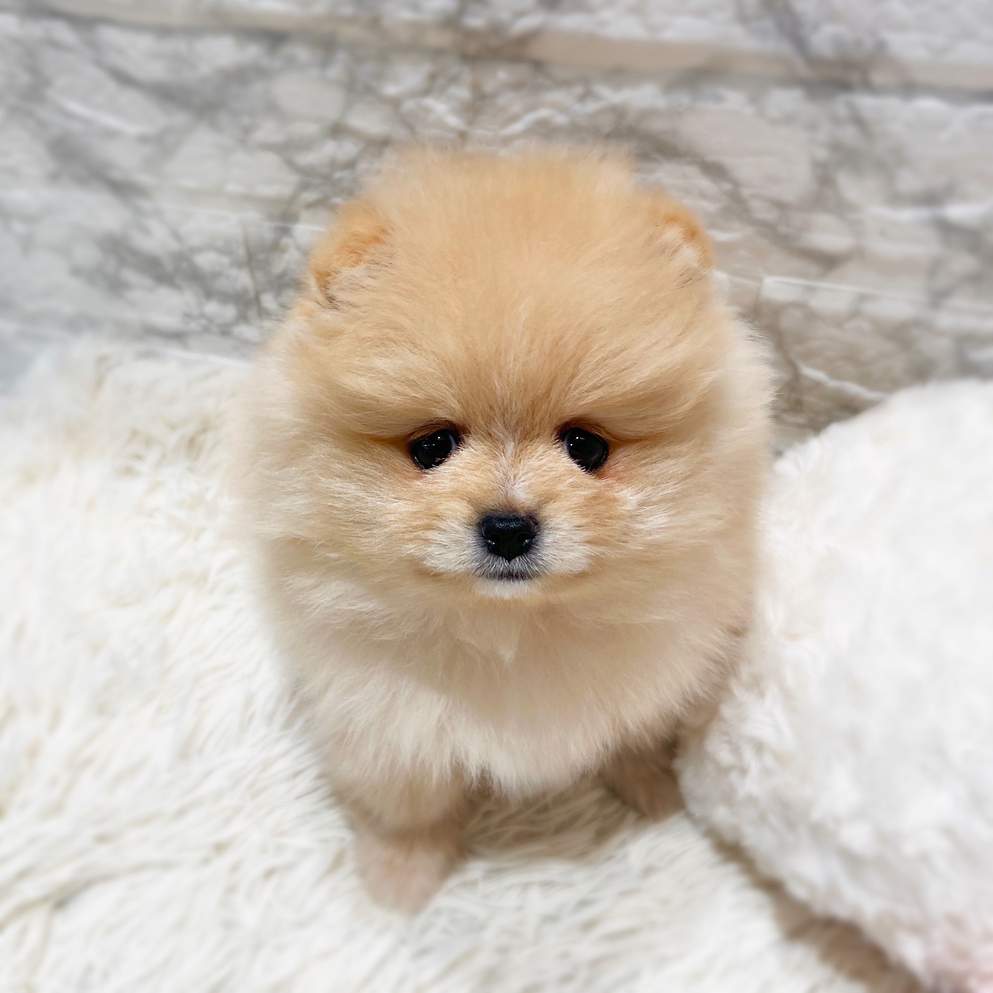 愛知県のポメラニアン (犬の家＆猫の里MiO香久山店/2025年12月29日生まれ/女の子/クリーム)の子犬の2枚目の画像
