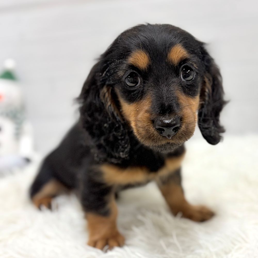 ミニチュアダックス女の子の写真