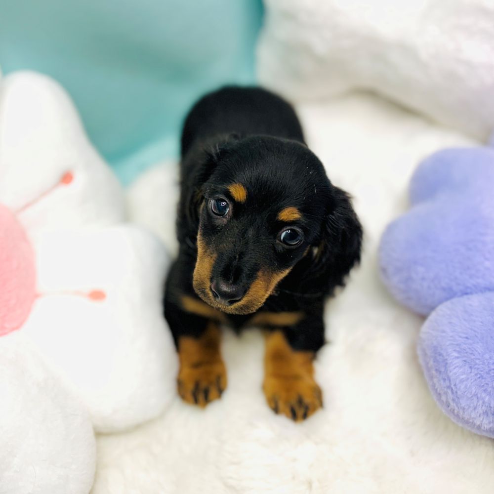 愛知県のミニチュアダックスフンド(ロング) (犬の家＆猫の里愛知刈谷店/2025年12月31日生まれ/男の子/ブラックタン)の子犬の2枚目の画像