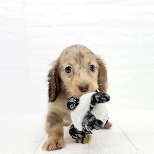 愛知県のミニチュアダックスフンド(ロング) (犬の家＆猫の里豊川インター店/2025年12月31日生まれ/女の子/チョコレートダップル)の子犬の1枚目の画像