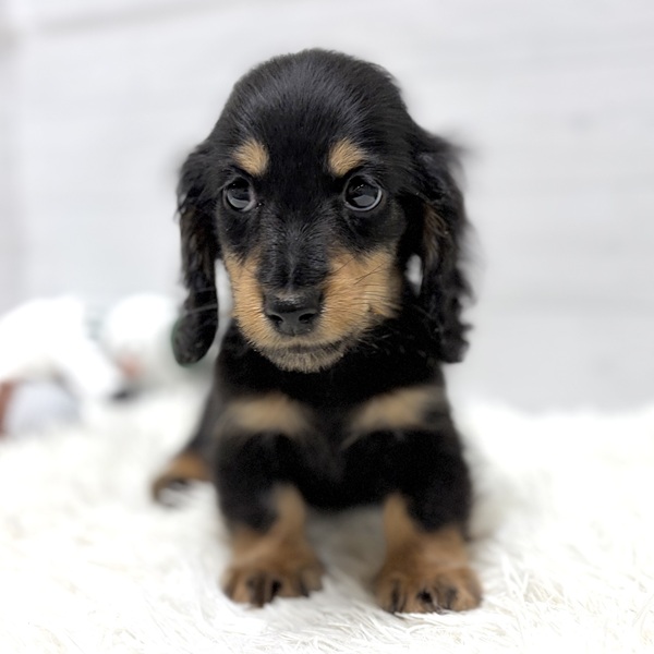 愛知県のミニチュアダックスフンド(ロング) (犬の家＆猫の里豊田店/2025年12月31日生まれ/男の子/ブラックタン)の子犬の2枚目の画像