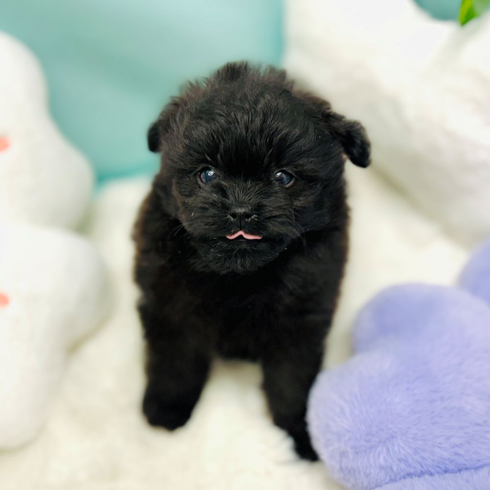 愛知県のポメプー(ポメラニアン×プードル) (犬の家＆猫の里愛知刈谷店/2025年12月30日生まれ/男の子/ブラック)の子犬の2枚目の画像