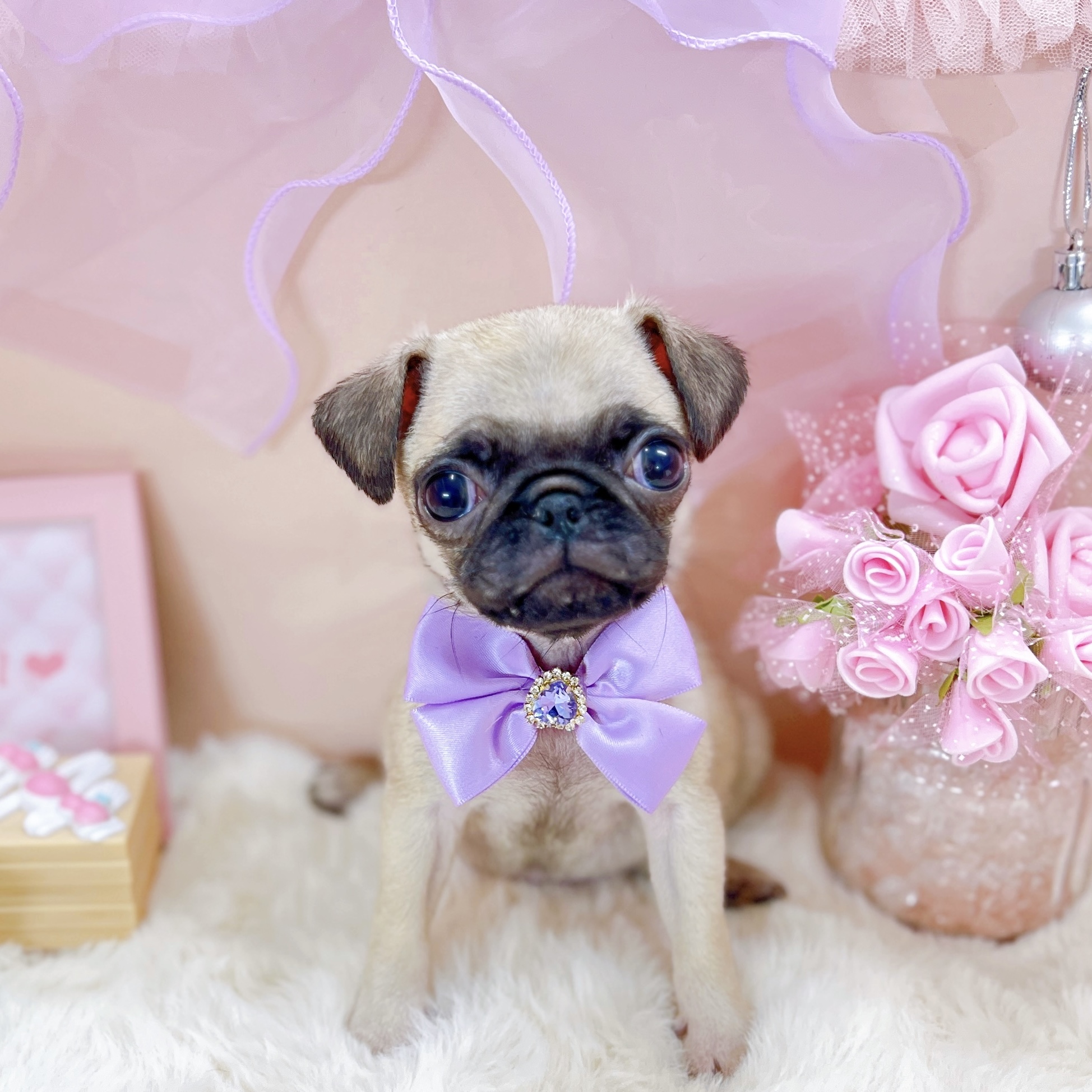 福井県のパグ (犬の家＆猫の里アミーゴ福井大和田店/2025年12月31日生まれ/女の子/フォーン)の子犬の2枚目の画像