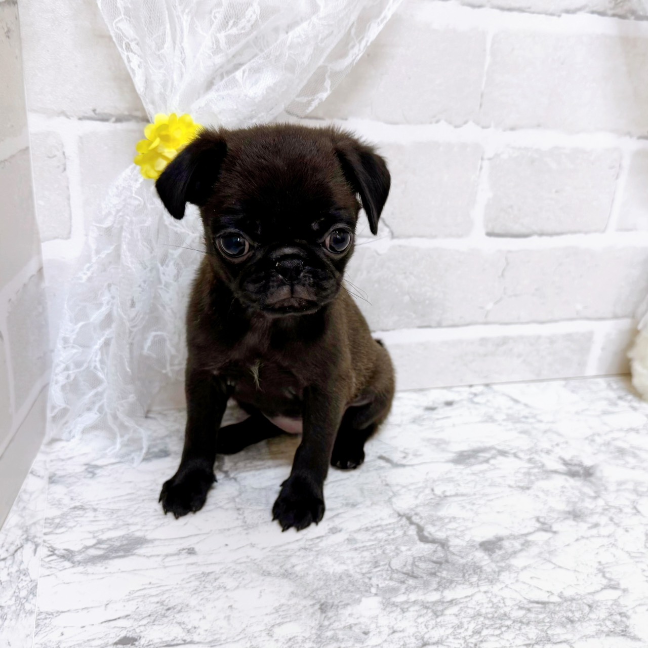 京都府のパグ (犬の家＆猫の里京都精華店/2025年12月31日生まれ/女の子/ブラック)の子犬の2枚目の画像