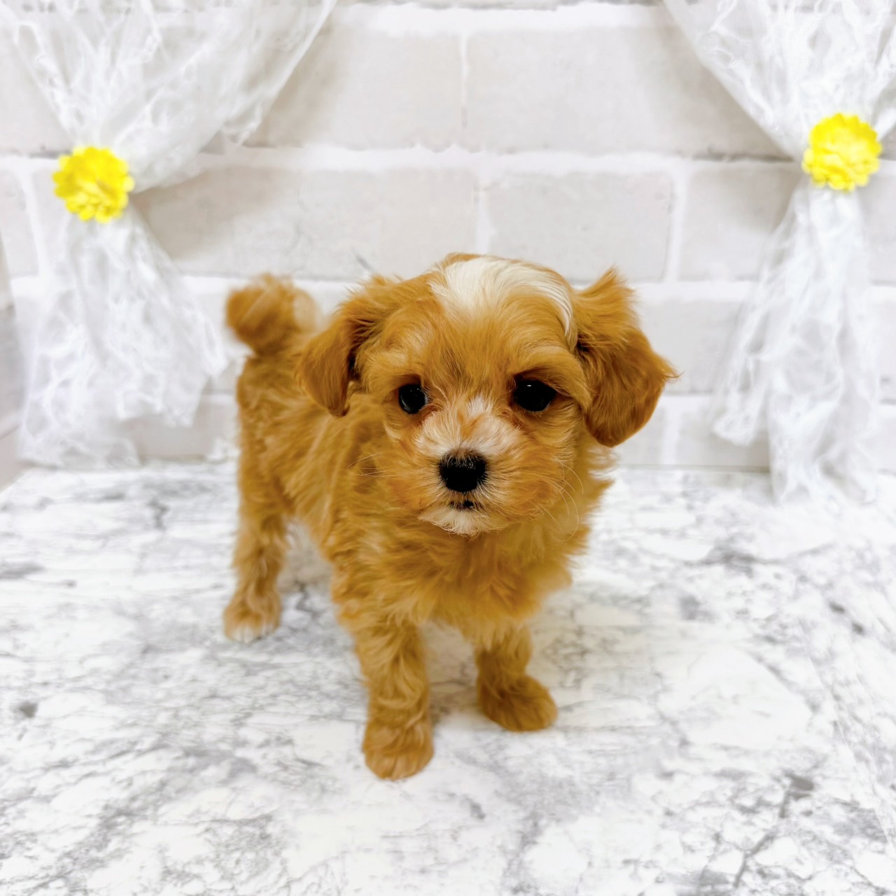 京都府のマルプー(マルチーズ×プードル) (犬の家＆猫の里京都精華店/2025年12月30日生まれ/女の子/クリームホワイト)の子犬の2枚目の画像