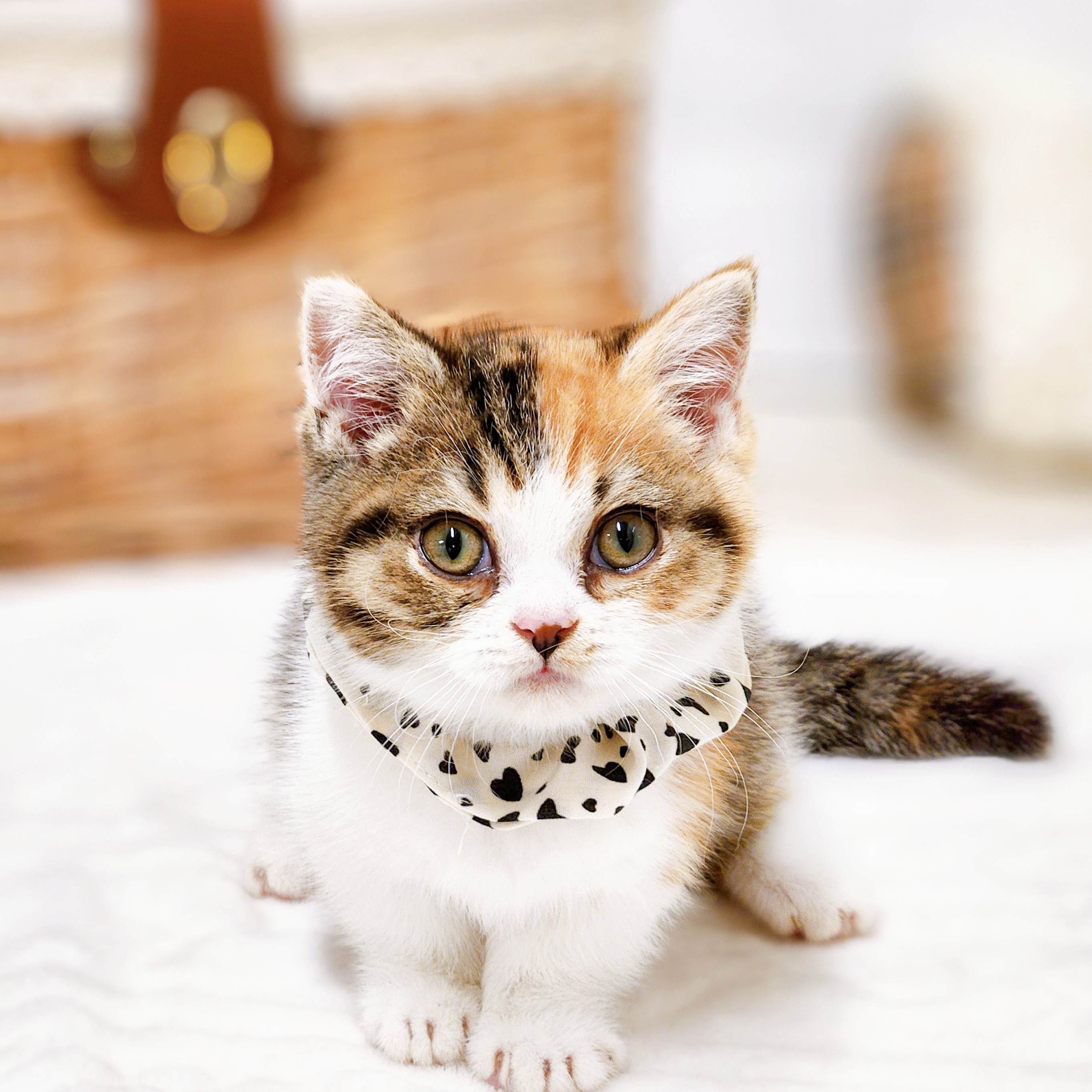 滋賀県のマンチカン (犬の家＆猫の里近江八幡店/2026年1月1日生まれ/女の子/キャリコ)の子猫の1枚目の画像