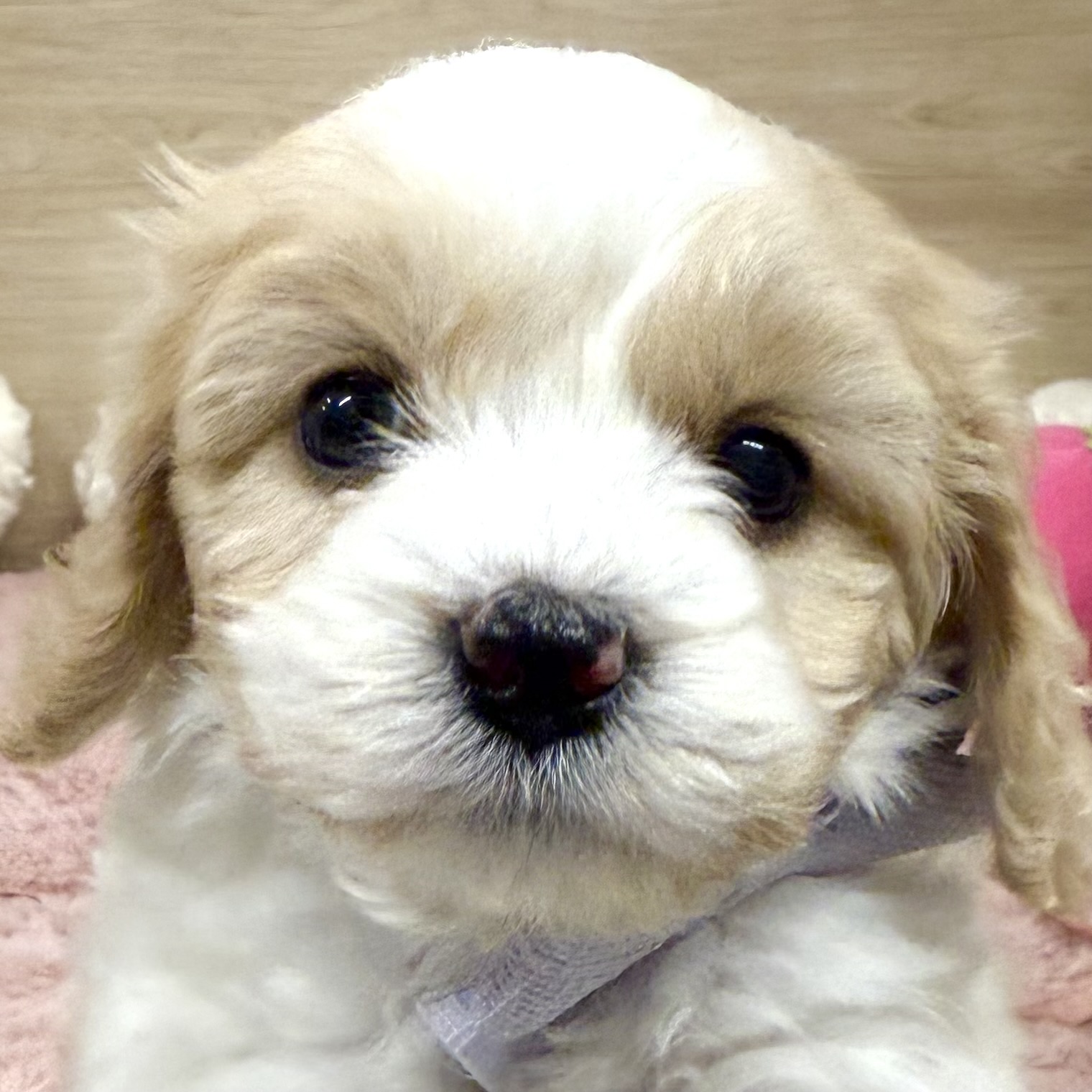 大阪府のハーフ犬・ミックス犬 (犬の家＆猫の里そよら東岸和田店/2025年12月29日生まれ/女の子/クリームホワイト)の子犬の1枚目の画像