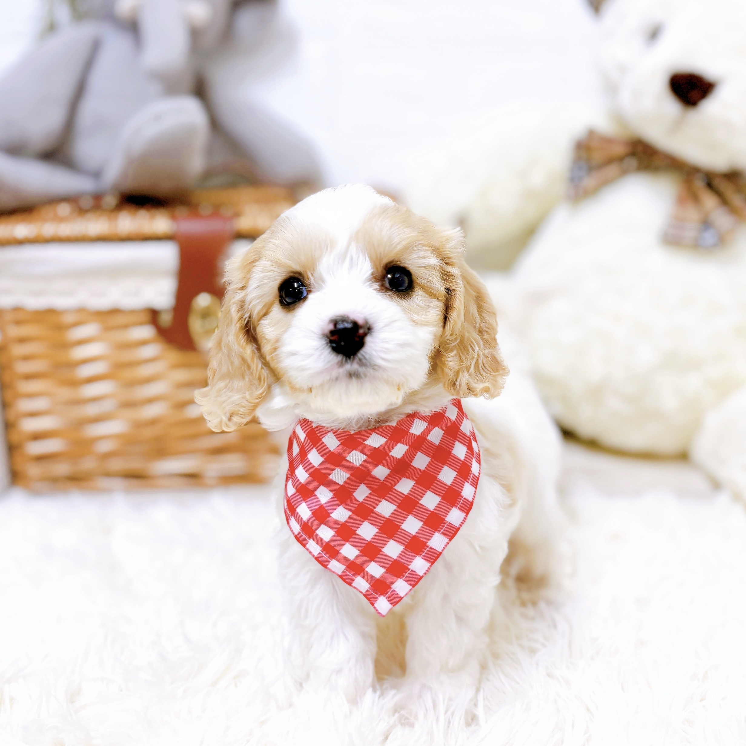 滋賀県のハーフ犬・ミックス犬 (犬の家＆猫の里近江八幡店/2025年12月29日生まれ/女の子/クリームホワイト)の子犬の1枚目の画像