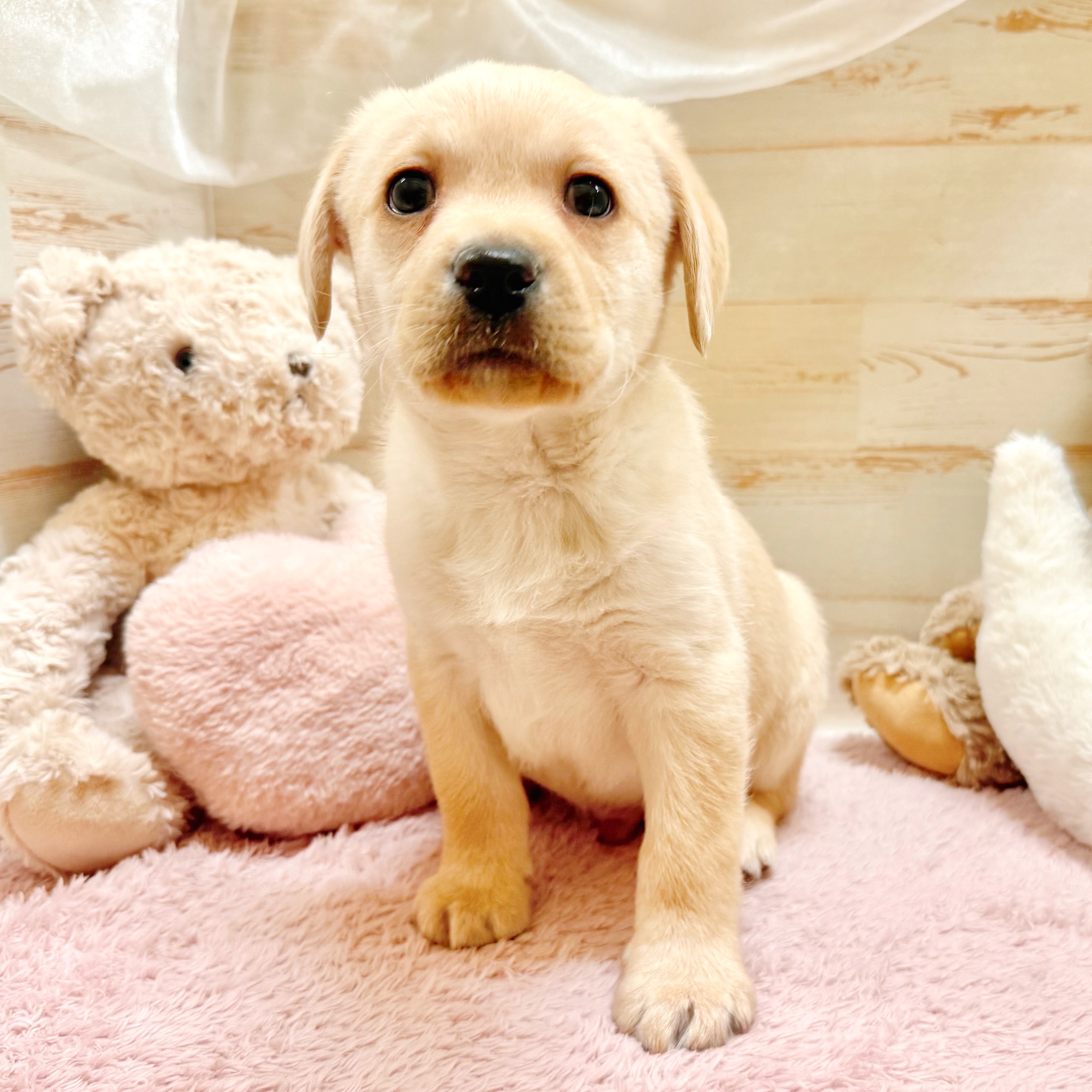 兵庫県のラブラドールレトリーバー (犬の家＆猫の里神戸店/2026年1月1日生まれ/男の子/イエロー)の子犬の2枚目の画像