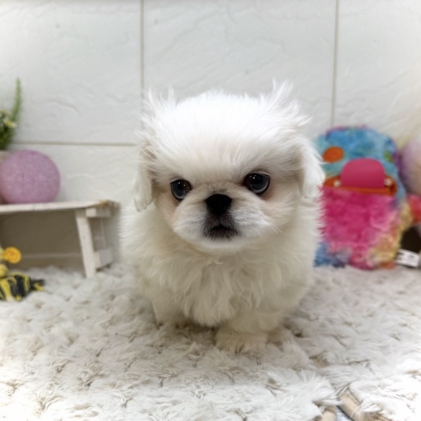 兵庫県のペキニーズ (犬の家＆猫の里ゆめタウン姫路店/2026年1月1日生まれ/男の子/ホワイト)の子犬の2枚目の画像