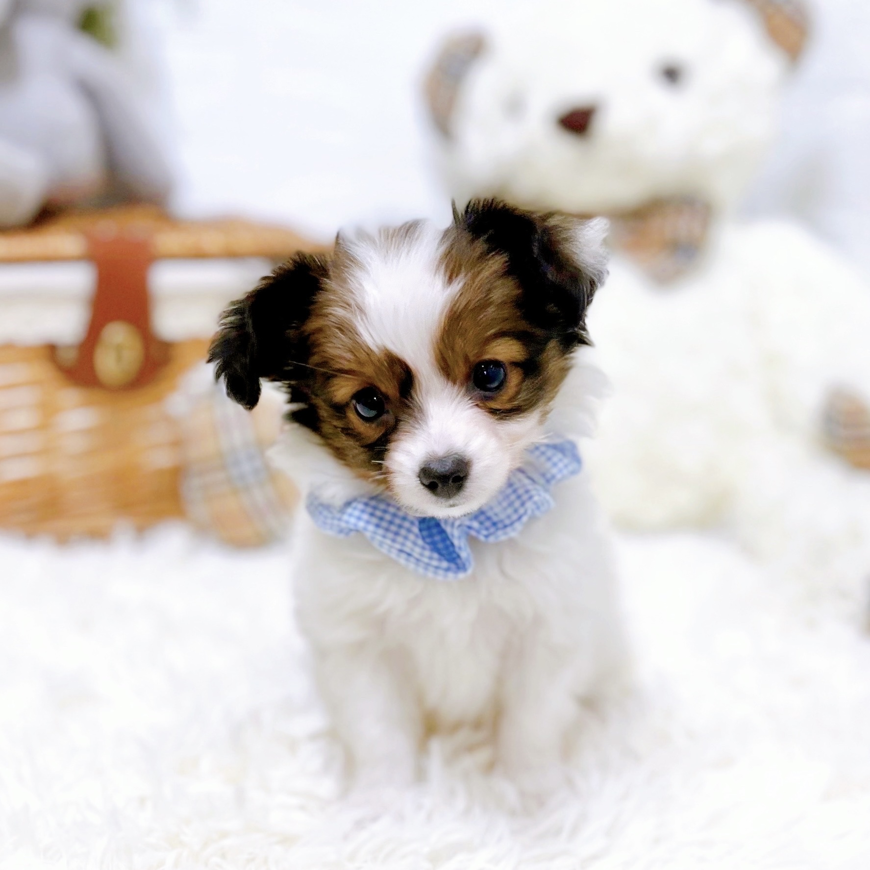 滋賀県のパピヨン (犬の家＆猫の里近江八幡店/2026年1月1日生まれ/男の子/ホワイトブラウン)の子犬の2枚目の画像