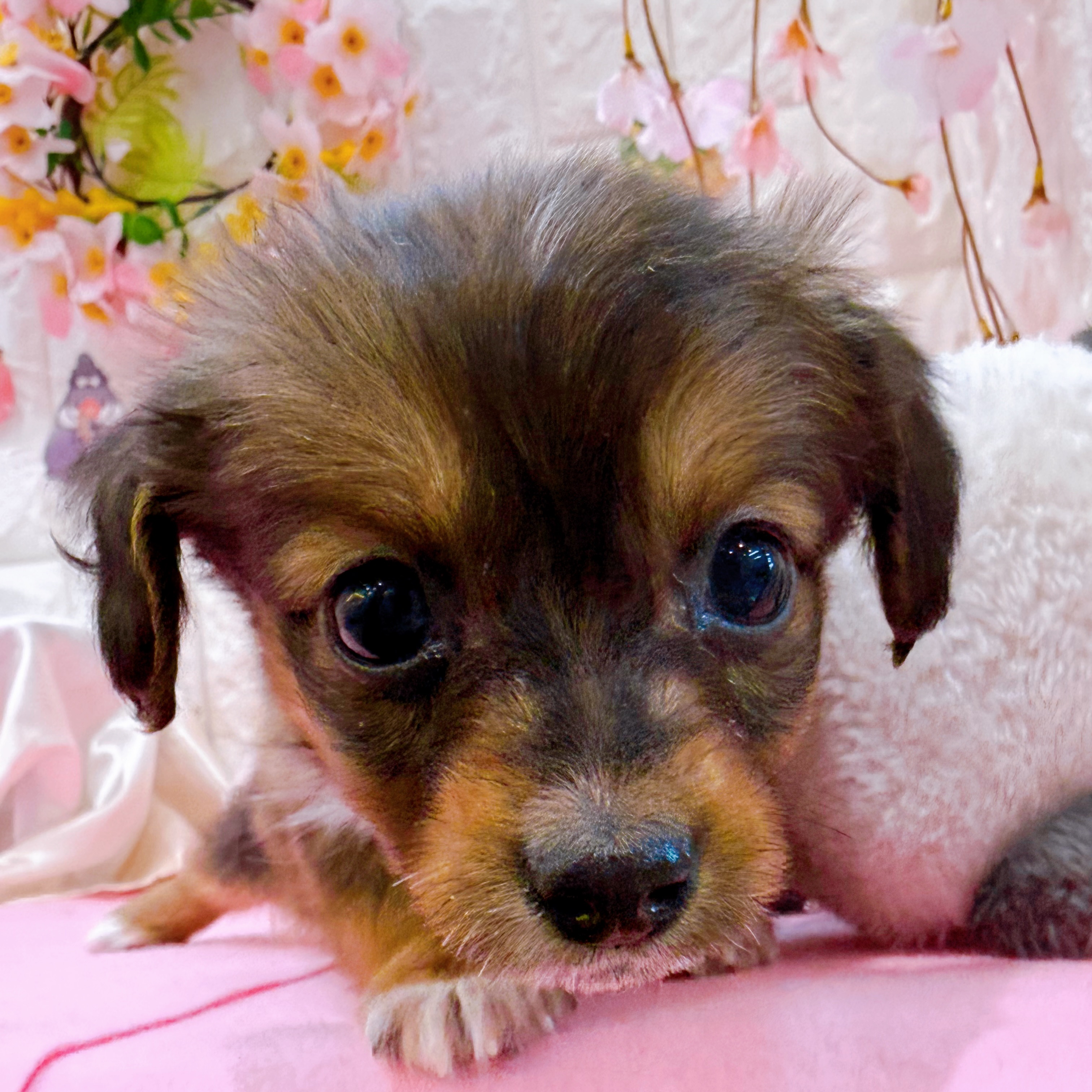 岡山県のハーフ犬・ミックス犬 (犬の家＆猫の里倉敷店/2025年12月30日生まれ/男の子/レッド)の子犬の1枚目の画像