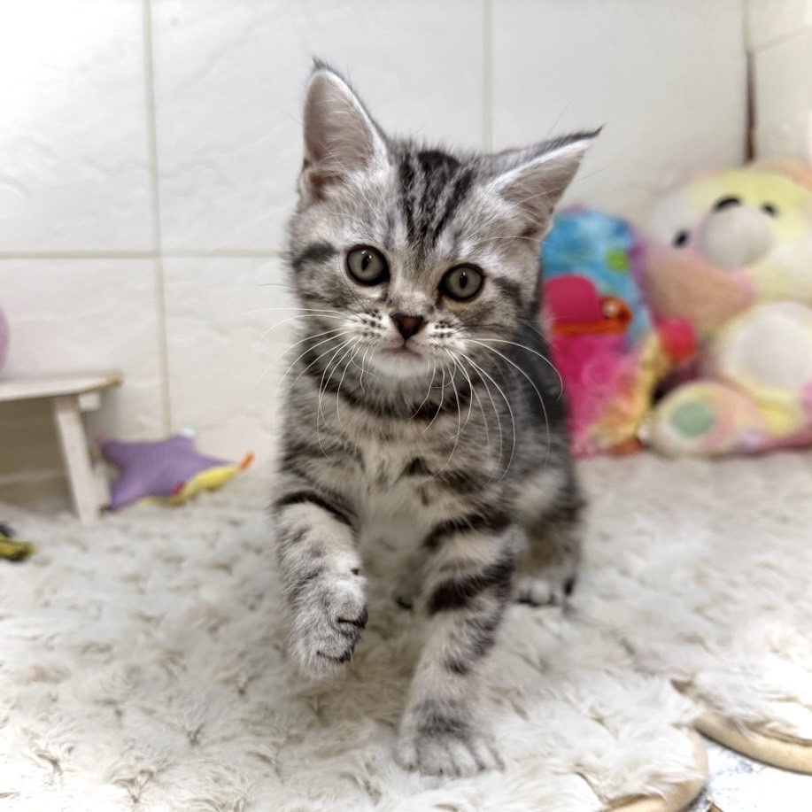 兵庫県のアメリカンショートヘアー (犬の家＆猫の里ゆめタウン姫路店/2025年12月31日生まれ/女の子/シルバータビー)の子猫の2枚目の画像