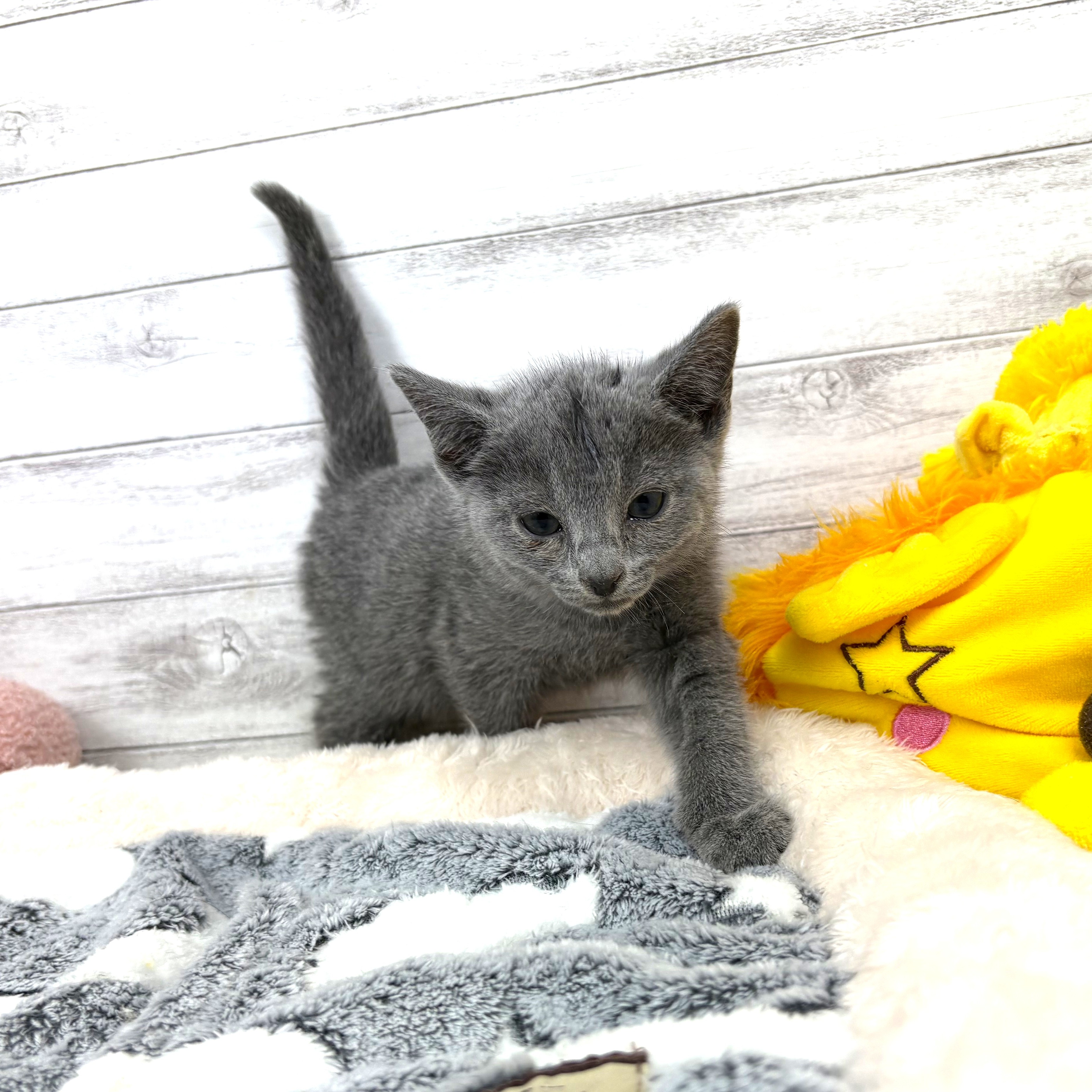 兵庫県のロシアンブルー (犬の家＆猫の里川西店/2025年12月30日生まれ/男の子/ブルー)の子猫の2枚目の画像