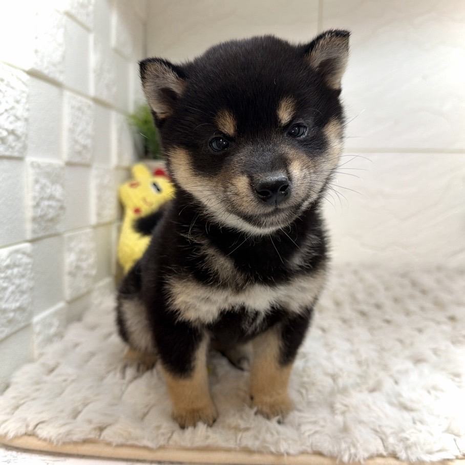 兵庫県の豆柴 (犬の家＆猫の里ゆめタウン姫路店/2026年1月1日生まれ/男の子/黒)の子犬の2枚目の画像