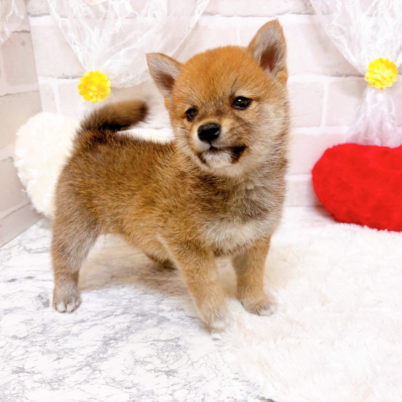 京都府の豆柴 (犬の家＆猫の里京都精華店/2025年12月28日生まれ/女の子/赤)の子犬の2枚目の画像