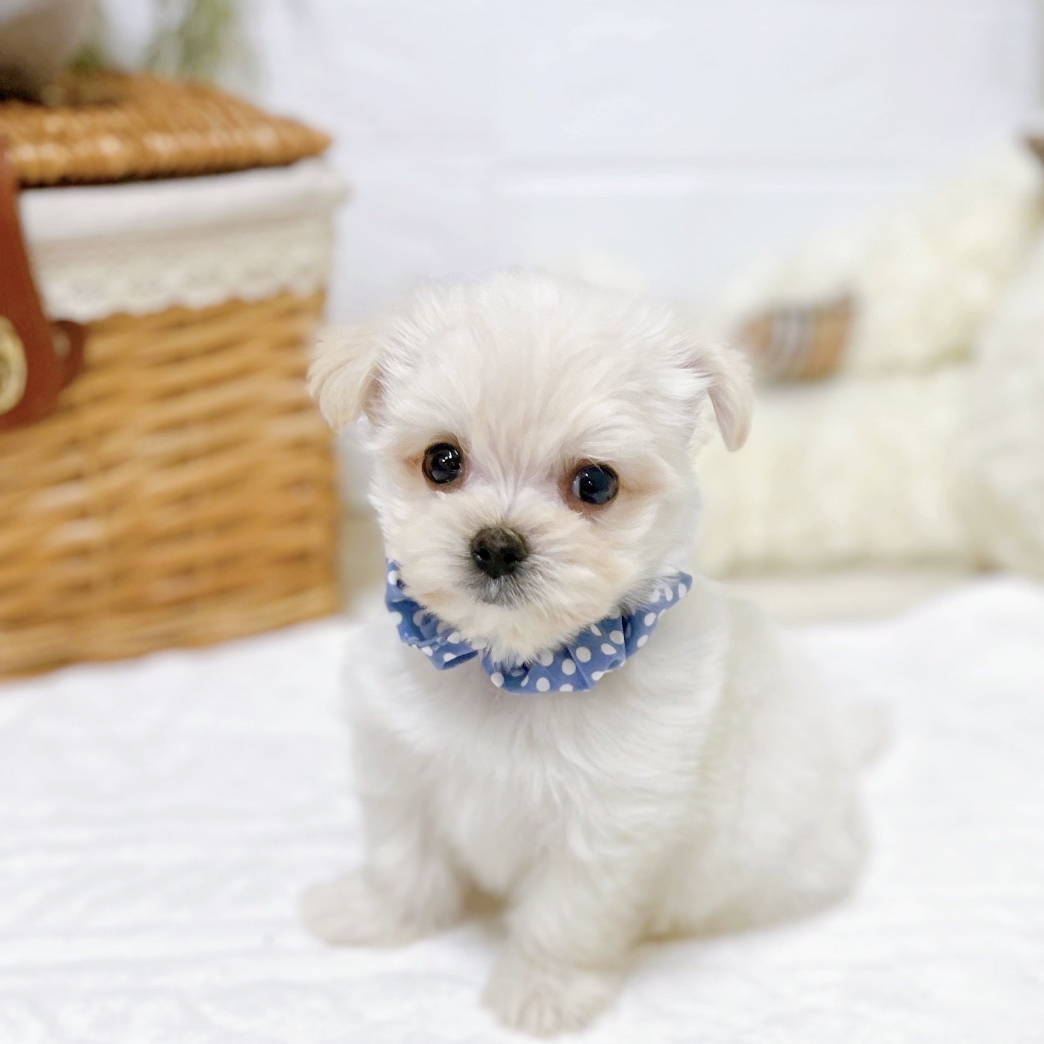 滋賀県のチワマル/マルチワ(チワワ×マルチーズ) (犬の家＆猫の里近江八幡店/2025年12月30日生まれ/男の子/クリーム)の子犬の2枚目の画像