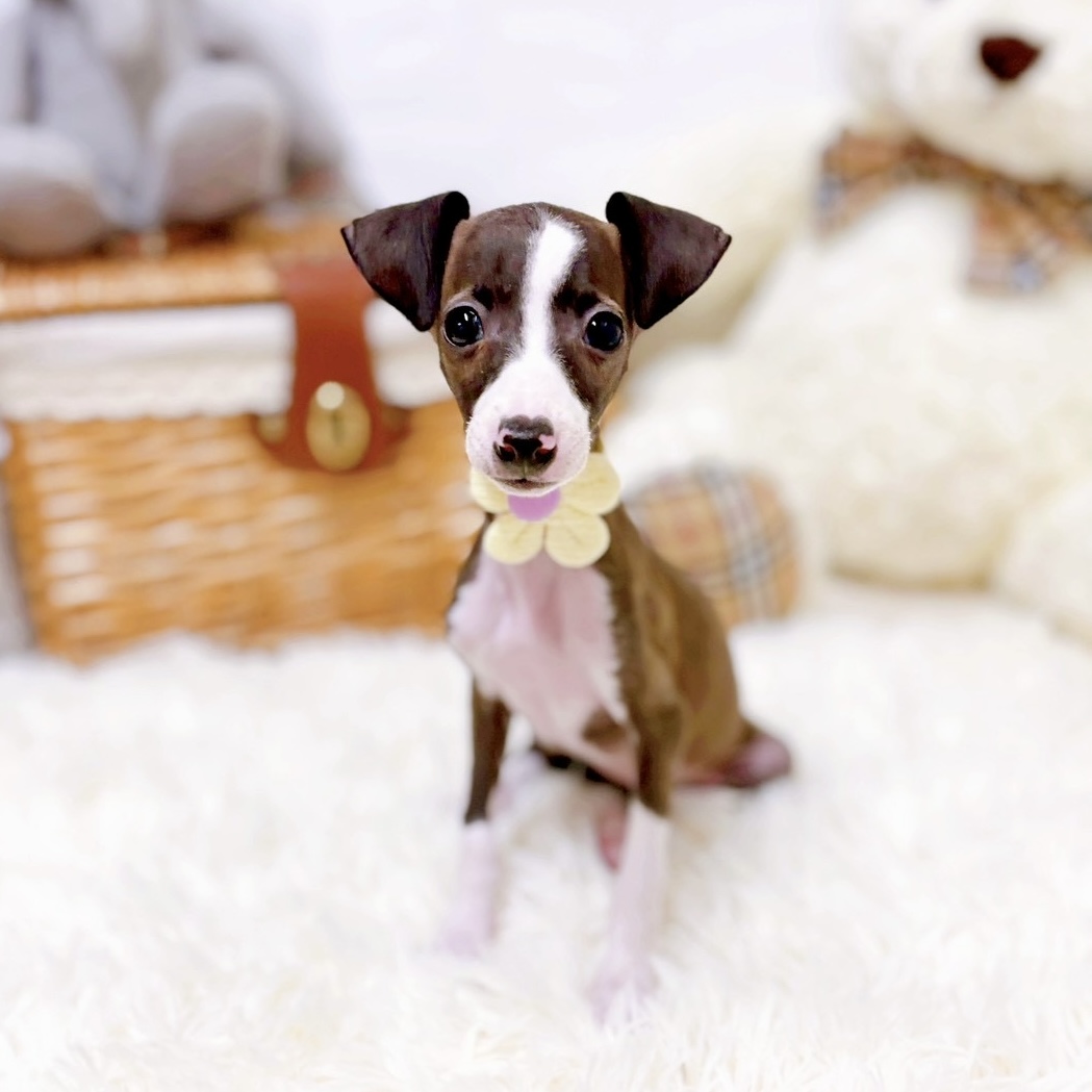 滋賀県のイタリアングレーハウンド (犬の家＆猫の里近江八幡店/2026年1月1日生まれ/女の子/シールホワイト)の子犬の2枚目の画像