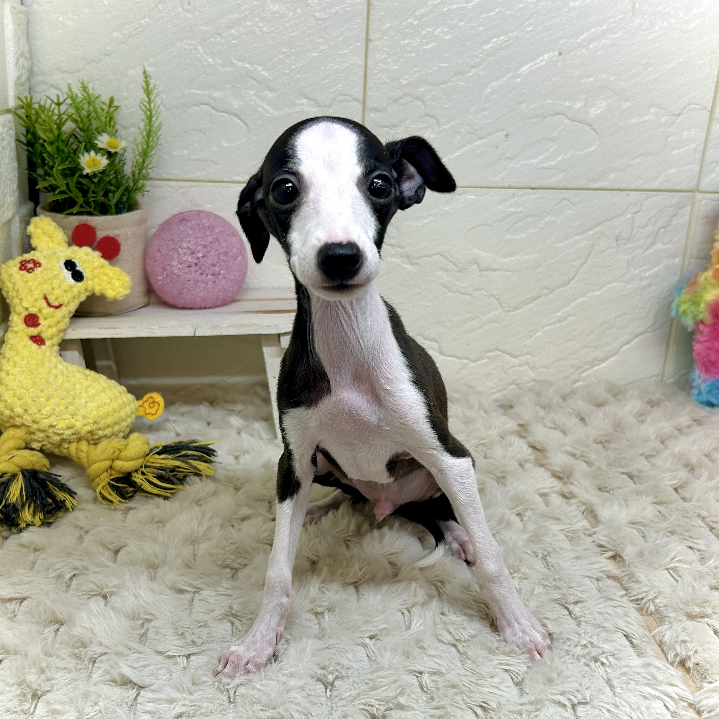 兵庫県のイタリアングレーハウンド (犬の家＆猫の里ゆめタウン姫路店/2026年1月1日生まれ/男の子/シールホワイト)の子犬の2枚目の画像