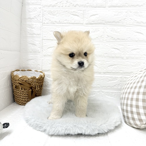 愛知県のポメラニアン (犬の家＆猫の里豊川インター店/2026年1月2日生まれ/男の子/ウルフセーブル)の子犬の2枚目の画像