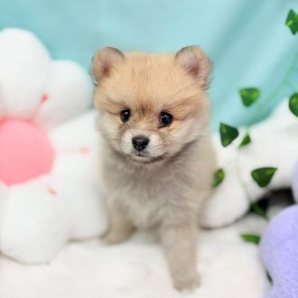 愛知県のポメラニアン (犬の家＆猫の里愛知刈谷店/2026年1月2日生まれ/女の子/ウルフセーブル)の子犬の1枚目の画像