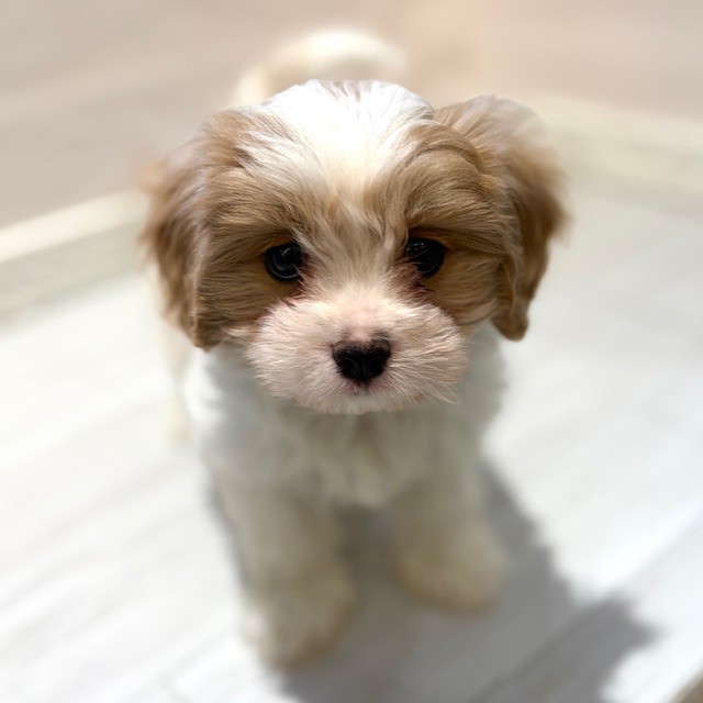 愛知県のマルキャバ/キャバチーズ(マルチーズ×キャバリア) (犬の家＆猫の里春日井本店/2026年1月1日生まれ/男の子/ブレンハイム)の子犬の2枚目の画像