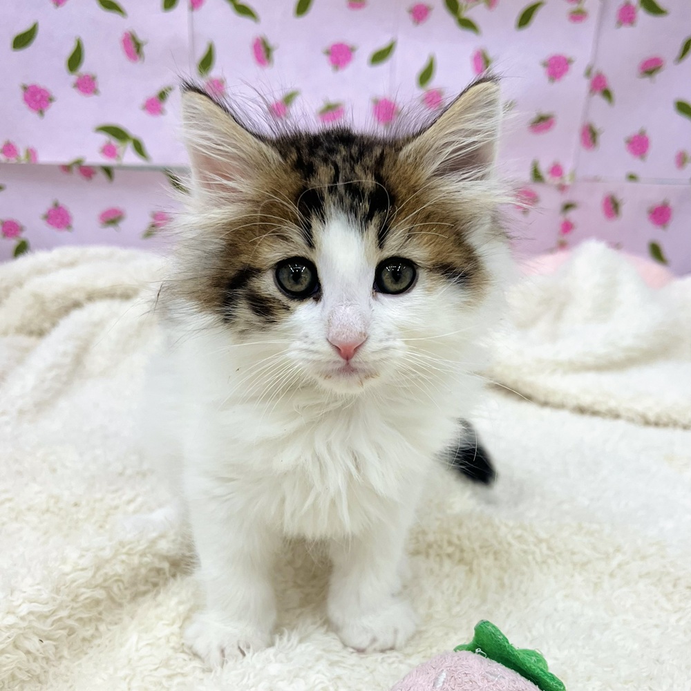 愛知県のノルウェージャンフォレストキャット (犬の家＆猫の里エアポートウォーク店/2026年1月2日生まれ/男の子/ブラウンタビーホワイト)の子猫の1枚目の画像