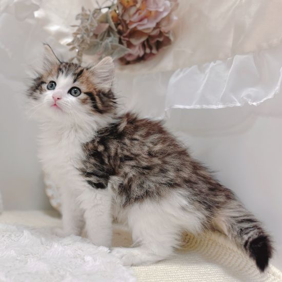 岐阜県のノルウェージャンフォレストキャット (犬の家＆猫の里カラフルタウン岐阜店/2026年1月2日生まれ/女の子/ブラウンタビーホワイト)の子猫の1枚目の画像