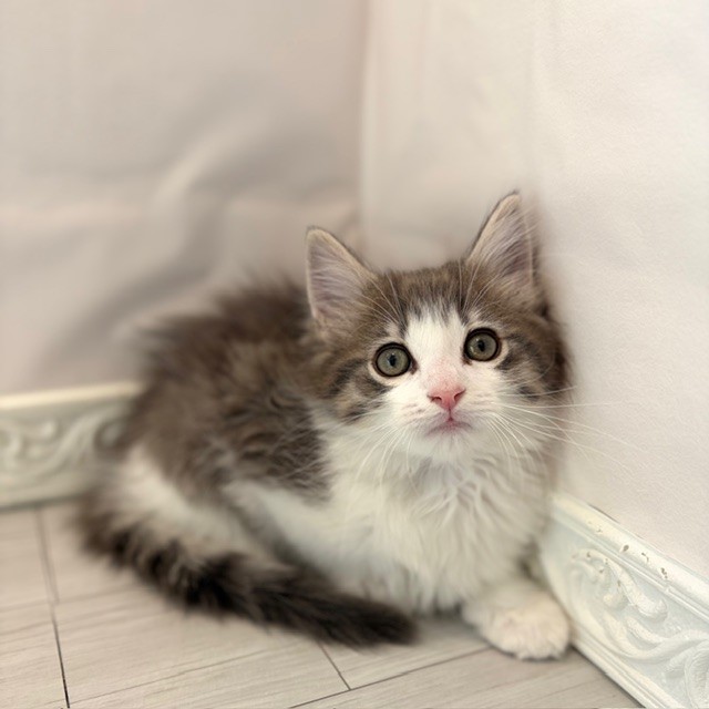 愛知県のノルウェージャンフォレストキャット (犬の家＆猫の里春日井本店/2026年1月1日生まれ/男の子/ブルータビーホワイト)の子猫の2枚目の画像