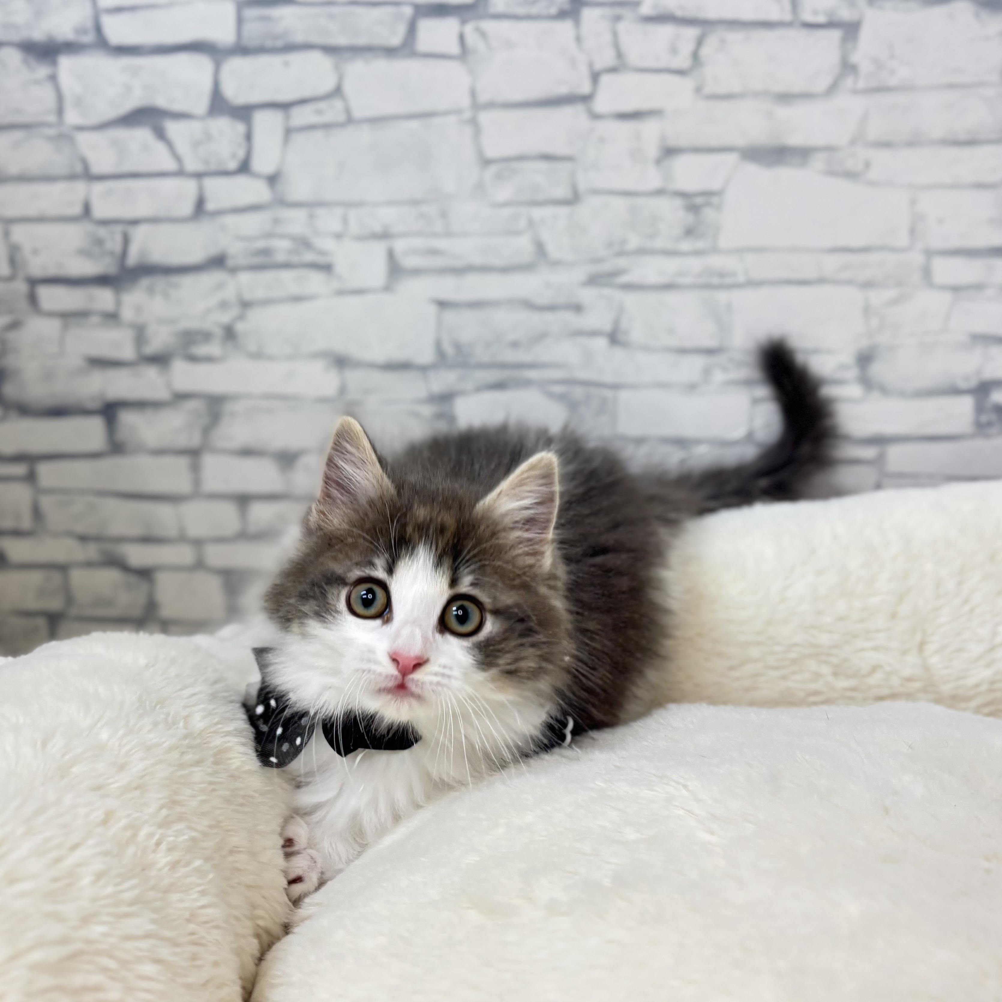 長野県のノルウェージャンフォレストキャット (犬の家＆猫の里長野店/2026年1月1日生まれ/女の子/ブルータビーホワイト)の子猫の2枚目の画像