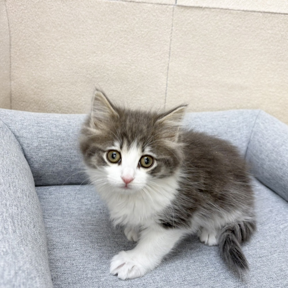 長野県のノルウェージャンフォレストキャット (犬の家＆猫の里塩尻店/2026年1月1日生まれ/女の子/ブルータビーホワイト)の子猫の2枚目の画像