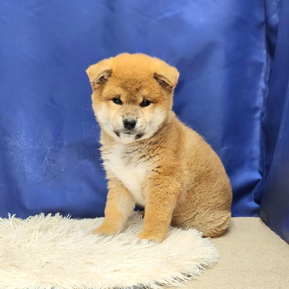 岐阜県の柴犬(標準サイズ) (犬の家＆猫の里中津川店/2026年1月3日生まれ/男の子/赤)の子犬の1枚目の画像
