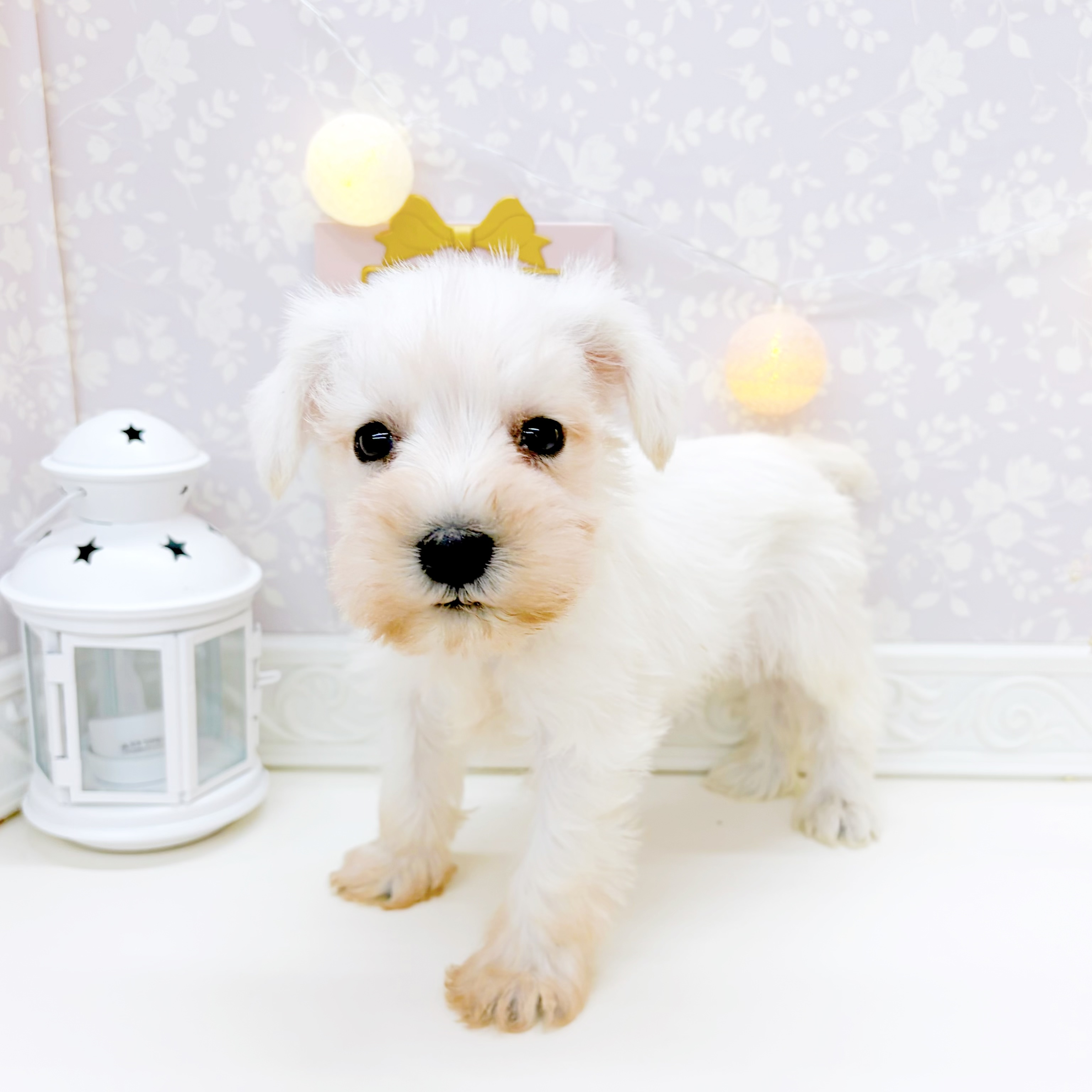 富山県のミニチュアシュナウザー (犬の家＆猫の里富山店/2026年1月3日生まれ/男の子/ホワイト)の子犬の2枚目の画像