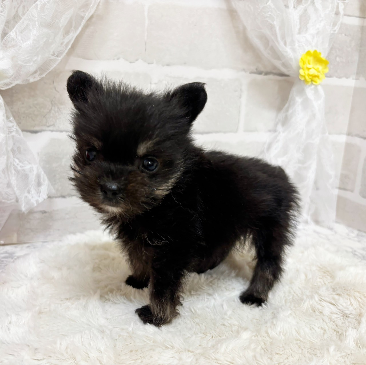 京都府のポメシュナ/シュナポメ(ポメラニアン×シュナウザー) (犬の家＆猫の里京都精華店/2025年12月28日生まれ/女の子/ブラックタン)の子犬の2枚目の画像