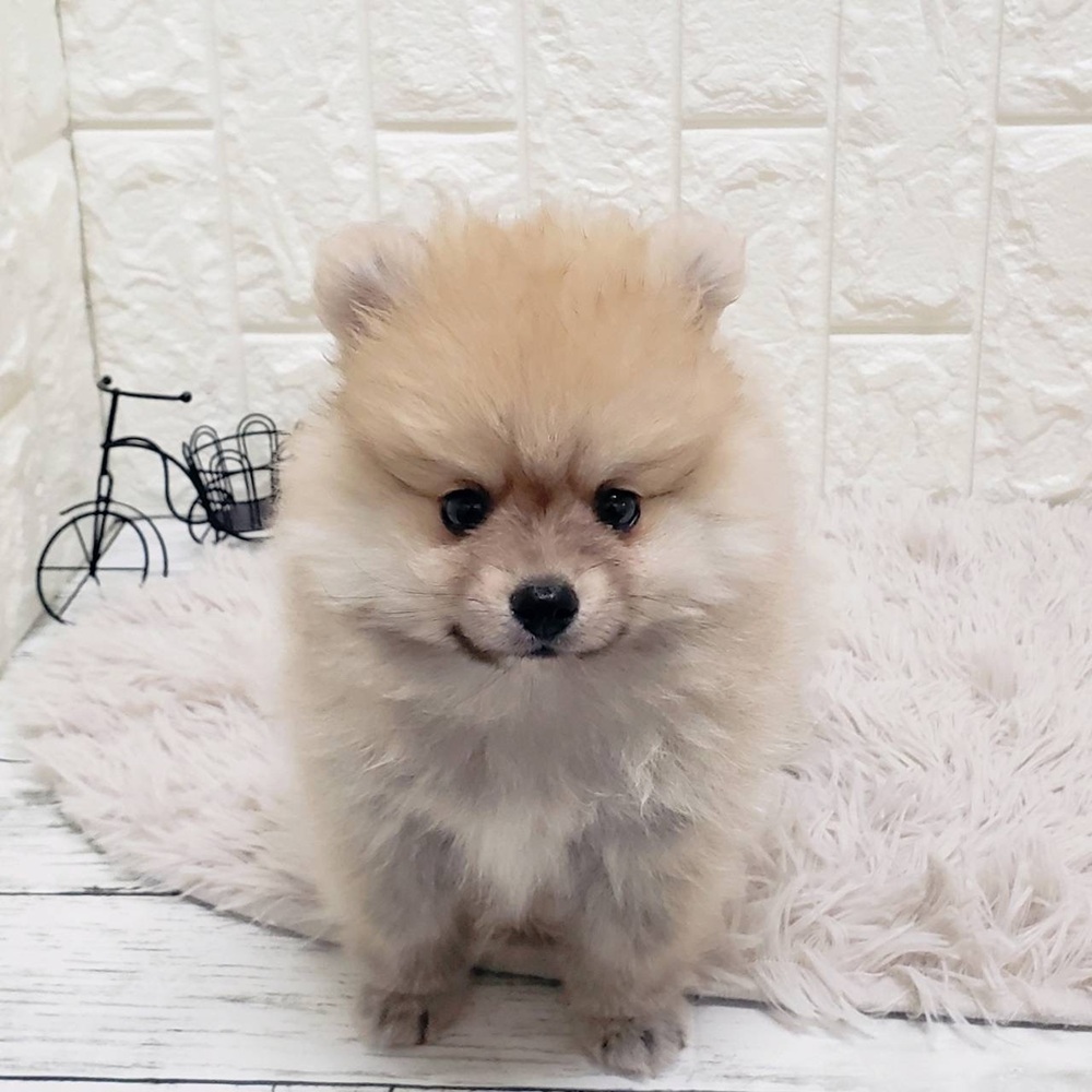 岡山県のポメラニアン (犬の家＆猫の里岡山店/2026年1月1日生まれ/男の子/ウルフセーブル)の子犬の2枚目の画像