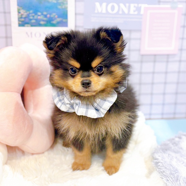 福井県のポメチワ/チワポメ/ポメチー(ポメラニアン×チワワ) (犬の家＆猫の里福井店/2025年12月29日生まれ/男の子/ブラックタン)の子犬の2枚目の画像