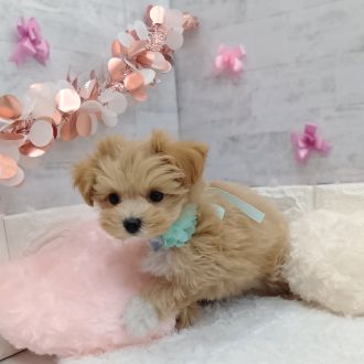 静岡県のマルプー(マルチーズ×プードル) (犬の家＆猫の里プレ葉ウォーク浜北店/2026年1月3日生まれ/男の子/アプリコット)の子犬の2枚目の画像