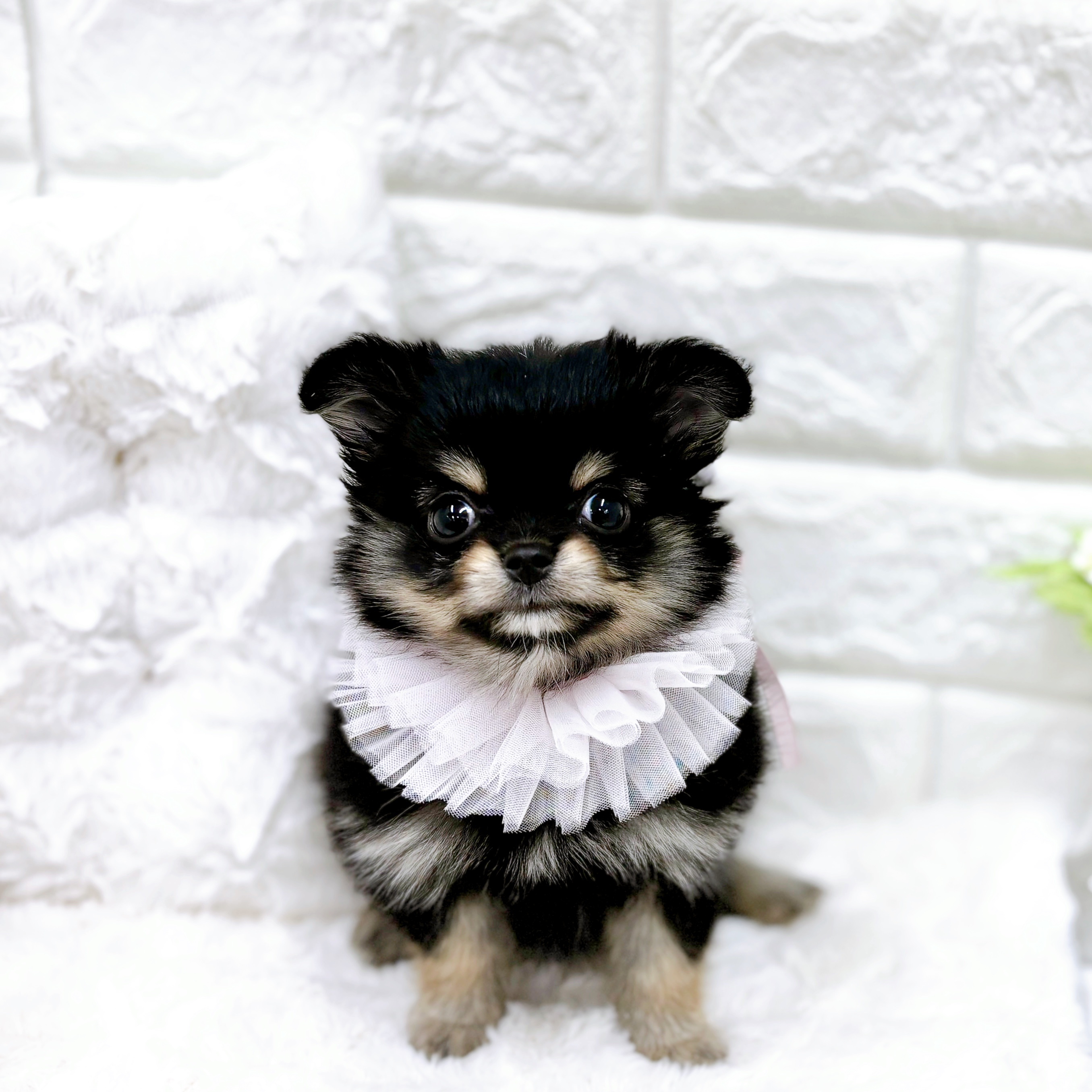 福井県のポメチワ/チワポメ/ポメチー(ポメラニアン×チワワ) (犬の家＆猫の里アミーゴ福井店/2026年1月4日生まれ/女の子/ブラックタン)の子犬の2枚目の画像