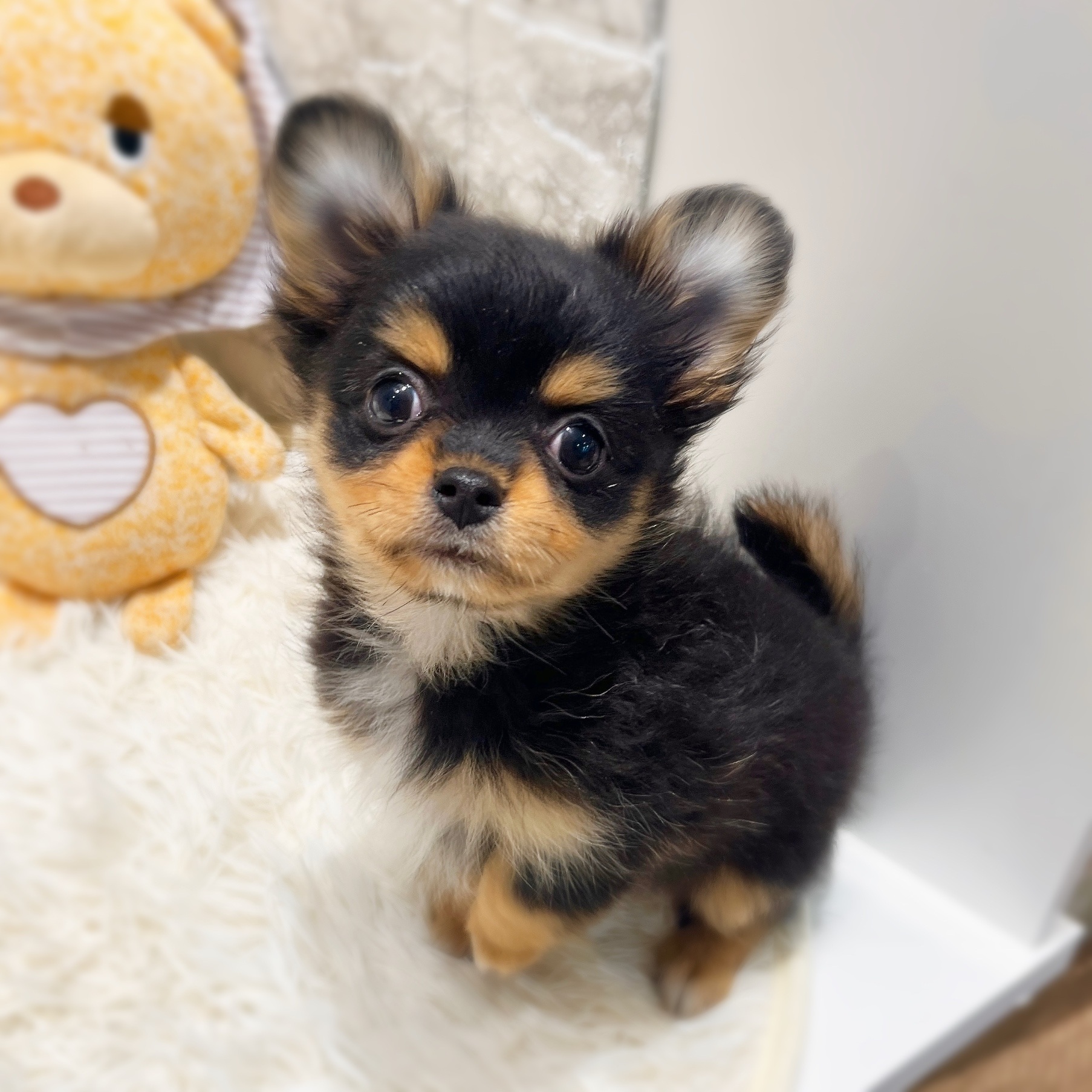 愛知県のポメチワ/チワポメ/ポメチー(ポメラニアン×チワワ) (犬の家＆猫の里MiO香久山店/2026年1月4日生まれ/女の子/ブラックタン)の子犬の2枚目の画像