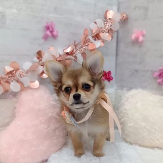 静岡県のポメチワ/チワポメ/ポメチー(ポメラニアン×チワワ) (犬の家＆猫の里プレ葉ウォーク浜北店/2026年1月4日生まれ/女の子/オレンジ)の子犬の2枚目の画像