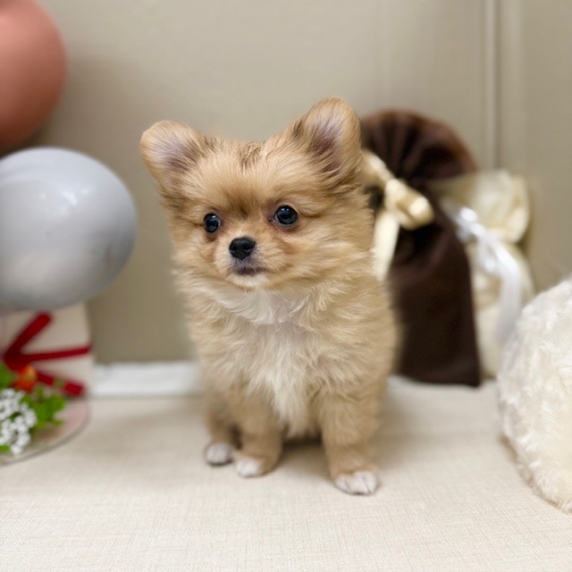 千葉県のポメチワ/チワポメ/ポメチー(ポメラニアン×チワワ) (犬の家＆猫の里ワンズモール稲毛店/2026年1月4日生まれ/女の子/オレンジ)の子犬の2枚目の画像