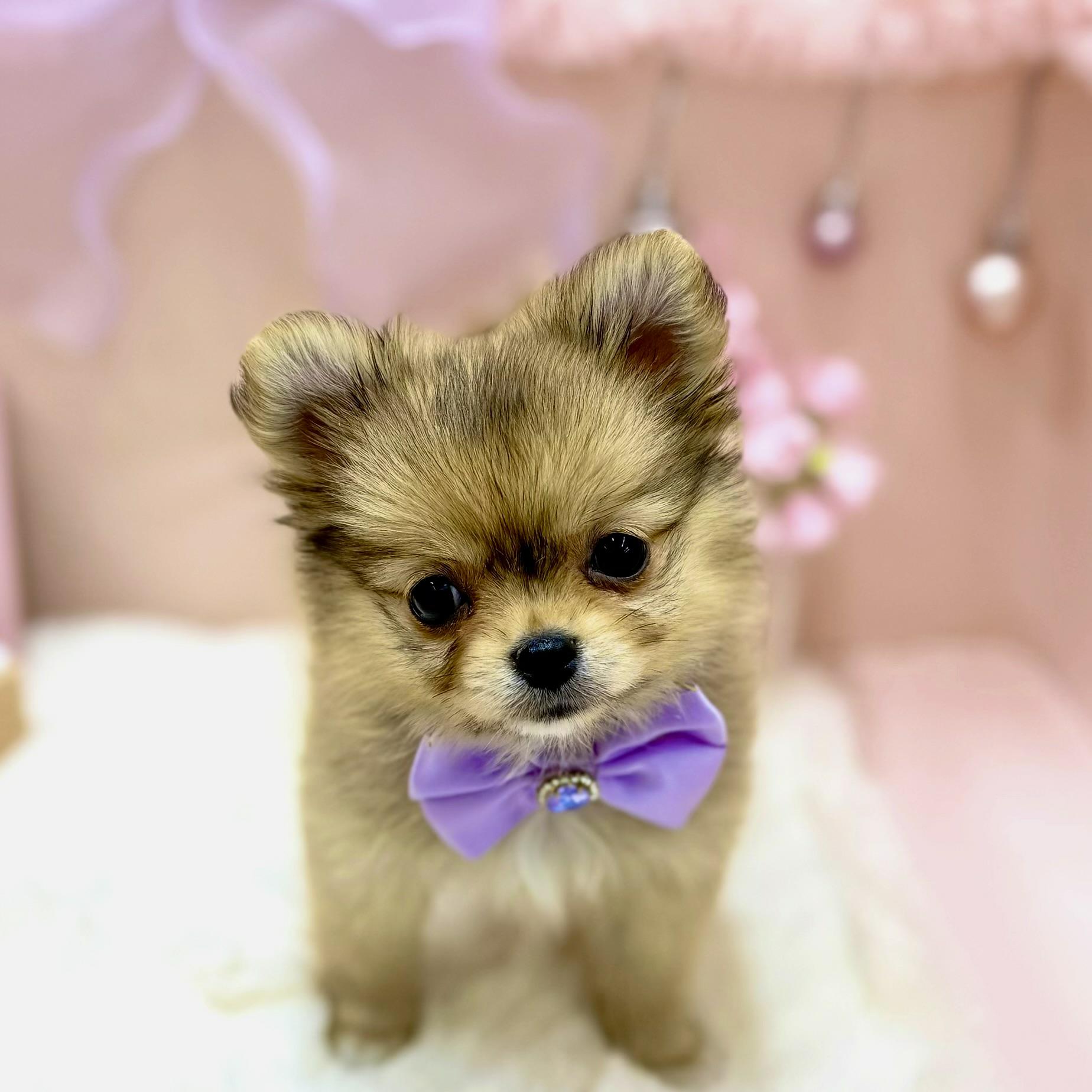 福井県のポメチワ/チワポメ/ポメチー(ポメラニアン×チワワ) (犬の家＆猫の里アミーゴ福井大和田店/2026年1月4日生まれ/女の子/オレンジ)の子犬の2枚目の画像