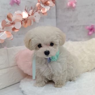 静岡県のマルプー(マルチーズ×プードル) (犬の家＆猫の里プレ葉ウォーク浜北店/2026年1月4日生まれ/男の子/クリーム)の子犬の2枚目の画像